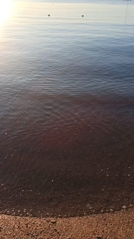 s_sobakoy_na_more в LOOKY. . Зимнее море в Геленд...
