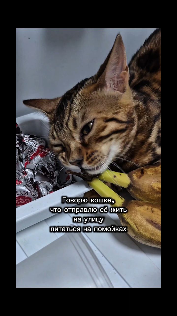 myshka.musya.marusya в LOOKY — #кошки #котики [#бенгальскаякошка ](бенгальскаякошка)#бенгал