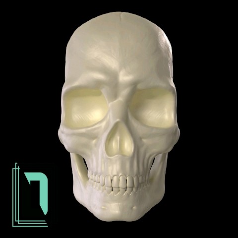 d3mtt в LOOKY. #Anatomy,#Skull,#Head,#Study,#Анатомия,#Голова,#Череп,#Обучение,#3d,#3dModel,#3dModelling,#3dArtist,#Artist,#Art,#Creativity,#3д,#3дМодель,#3дМоделирование,#Художник,#Арт,#Творчество". A study on the anato...