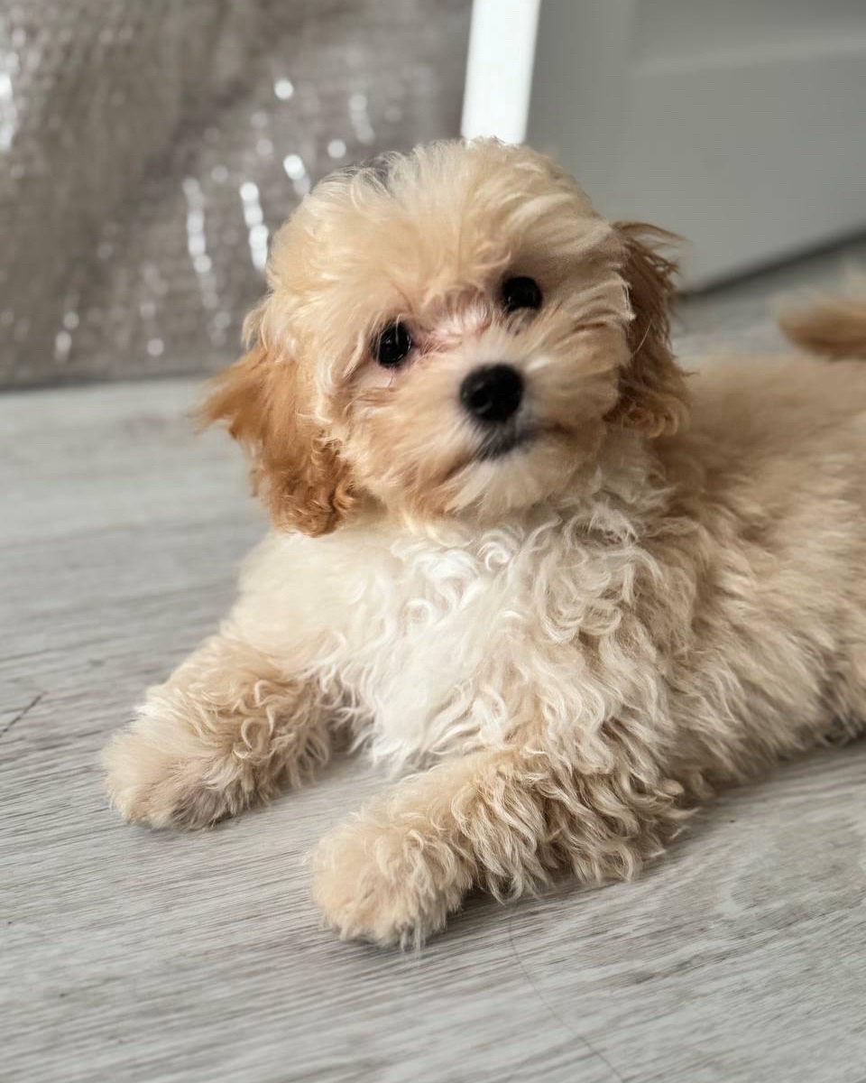 Мелиса 🥰крошка мальтипу 🧡классика по окрасу и по корпусу - короткий носик и короткие лапки 🧡❗️больше фото и видео в нашем Телеграмм- ссылка на канал в шапке аккаунта ☝️#мальтипупитер #мальтипулучшаясобака 🧡❤️