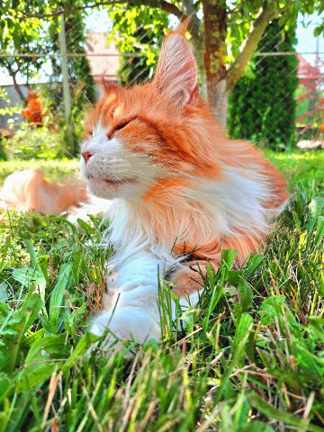 thecatrysia в LOOKY. . Хорошего вам настрое...