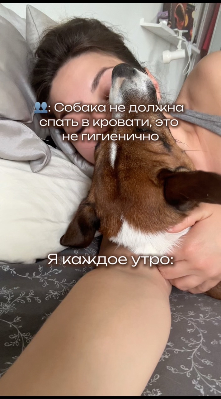 Собака Бэтмен в LOOKY. #307874530,#219926965. Ни чуточки не смущае...