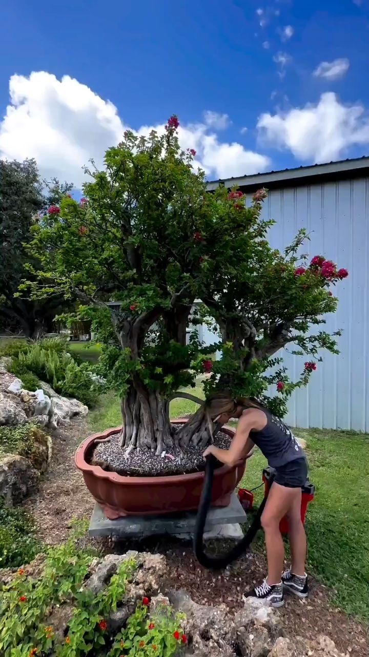 Garden_and_vegetable_garden в LOOKY. . https://max.ru/join/...