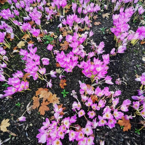 happyasya.ru в LOOKY. #осень,#цветыцветы,#цветы,#flawer,#flawers🌸,#fall,#екатеринбург,#дендропарк,#красивыецветы,#осеньосень,#паркосенью,#красиваяосень,#конецлета☀️,#nature,#мобильноефото,#фотонателефон,#mobailefotography,#fotomobile,#fotoflores,#листья,#листопад,#желтыелистья,#nature,#природа,#цветочки,#листочки,#листики,#фото,#природа🍀,#природаурала. Одна из моих любимых...