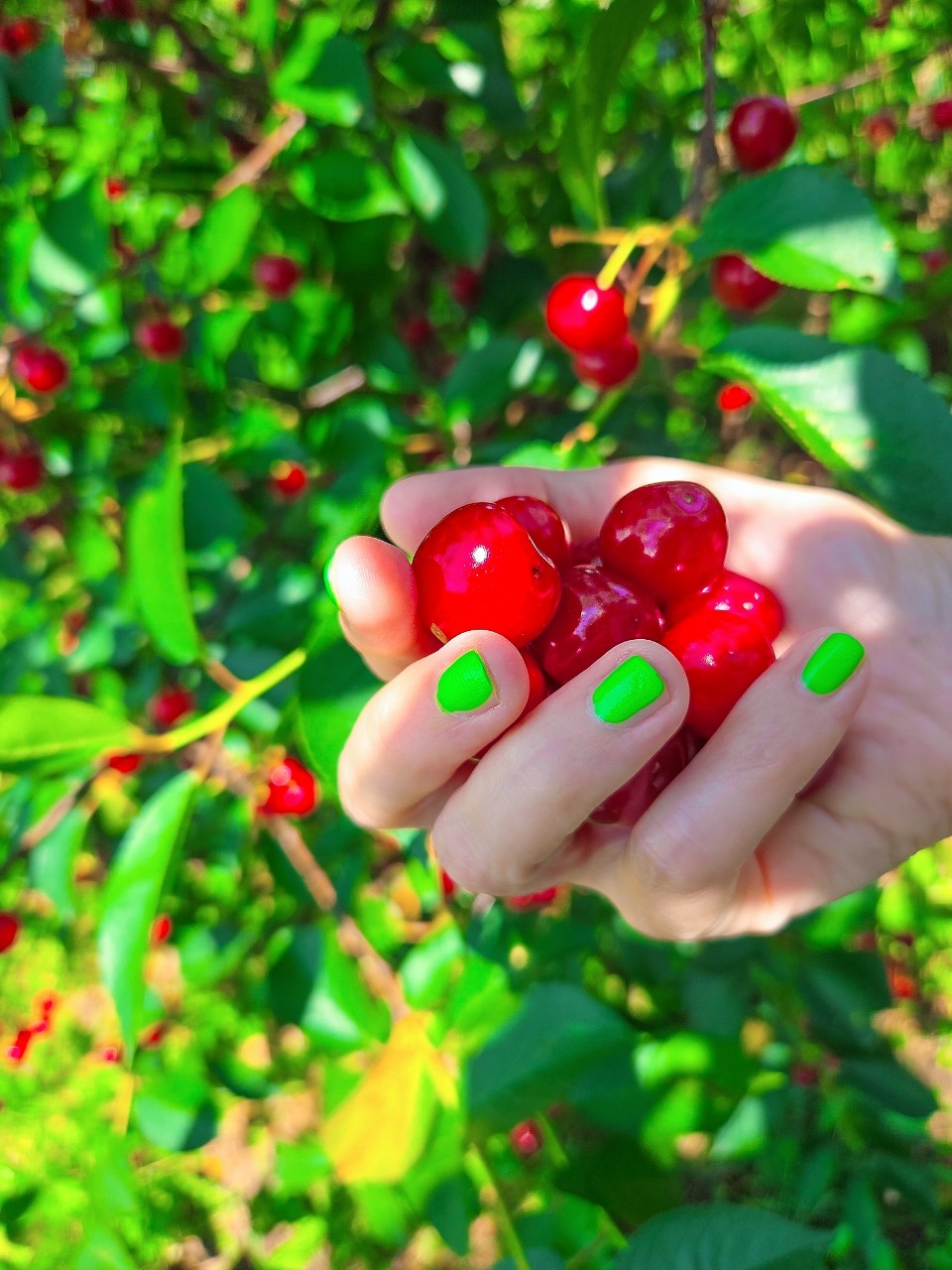 katrinantares в LOOKY — Вишня созрела 😃

#вишня #урожай #сад #краснодарскийкрай #мо