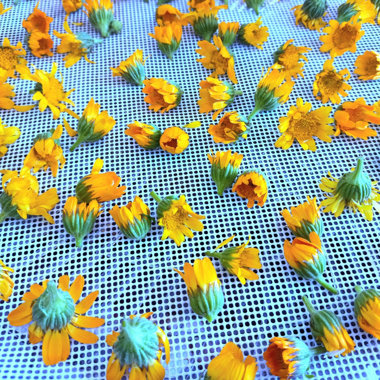 Lia Fleur в LOOKY — Решила немного засушить календулы, у меня в аптечке она не т