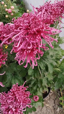 pelargonium_krd в LOOKY. . Хризантема горшечная...