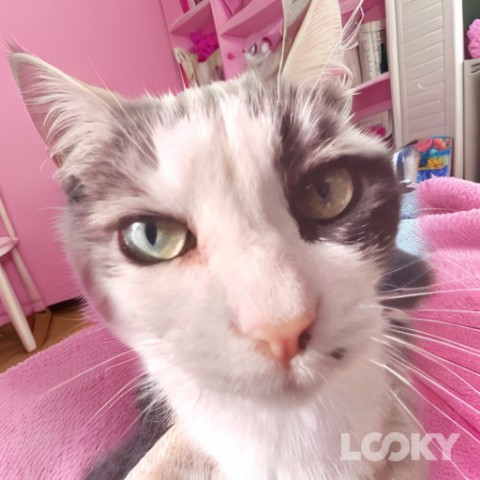 fedor_gorkiy в LOOKY. #Барби,#Фэнтези,#Футуризм,#LOOKY_нейронка. #Барби #Фэнтези #Фут...