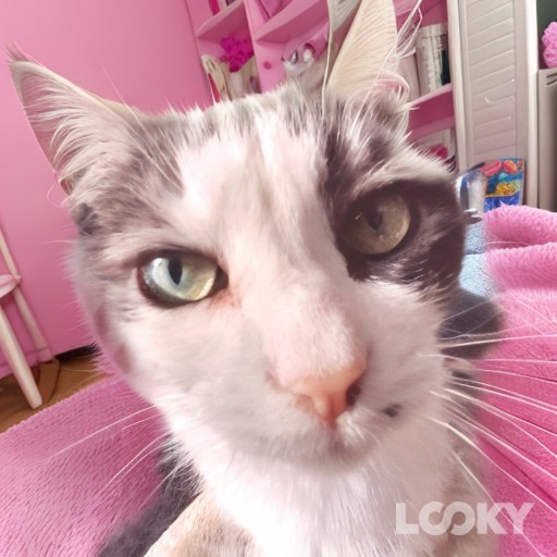 #Барби #Фэнтези #Футуризм #LOOKY_нейронка