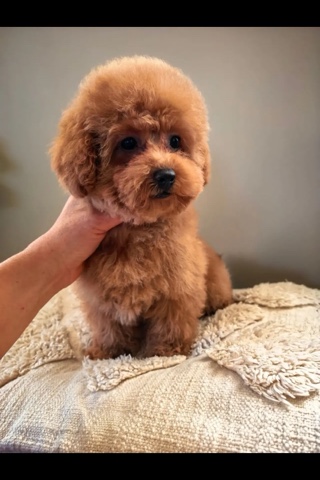 Мальтипу в LOOKY. . Девочка той-пудель ❤...