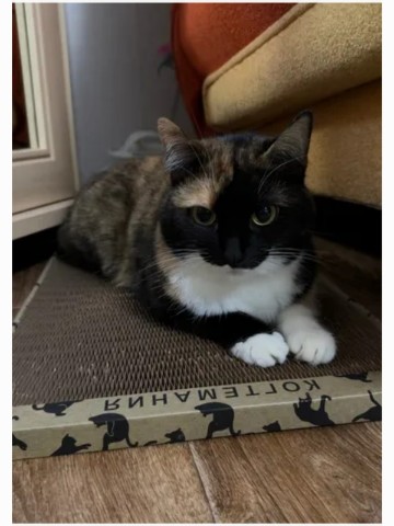 kogtedralka в LOOKY. #кошки,#котики,#котята,#прокошек,#когтеточки,#когтемания,#рекомендации,#актуальное,#важно,#cats,#питомцы,#животные,#круто,#супер,#номер1,#чудо,#интересно,#красота,#сегодня,#счастье,#любовь,#лучшаякогтеточка,#топ. ✅️"Кошке очень нрави...
