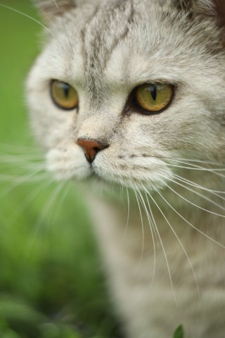 Ceregka_Photo в LOOKY. . Симба
Снято на совет...