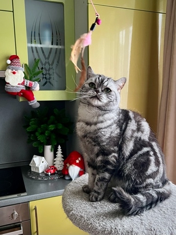 british_mars_cat в LOOKY. . 