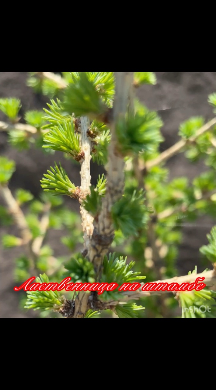 Светлана Чаловская в LOOKY. ###. Лиственница на штамб...