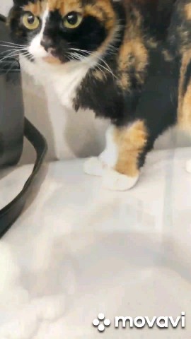 Габи в LOOKY. #зойка,#историязойки,#кошка,#кот,#cat,#kitty,#cats. Под вечер мне взгрус...