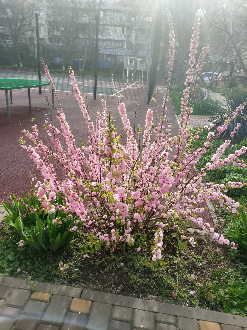 В самый последний момент, когда всё ещё цвело успела сфоткать эту красоту. Ракурс может и не очень удачный, но как получилось (спешила очень). 

#мой_день