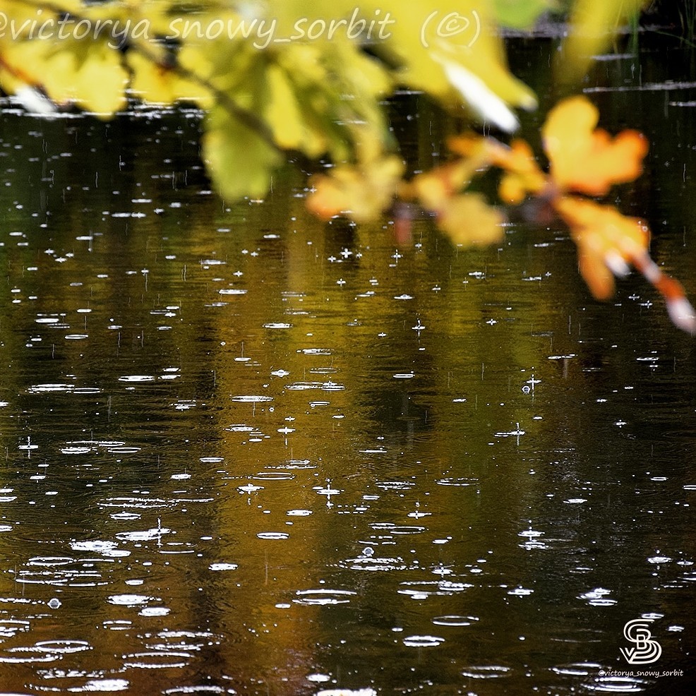 Ph📷: #victorya_snow_sorbit 
Дождливый день на Волге. Когда снимаю воду из-под дерева, и ветки лезут в кадр, добавляя ощущения, что ты до сих пор находишься там...
☘️☘️☘️
#nature #саратов #красота #зимушка #saratov #region64 #снежныйсорбит #свобода #volga #russia #рекироссии #драйв #выходной #пляж #волны #волна #полдень #поволжье #волгаволга #волгарека #волгаматушка #нижняяволга #виктория_снежный_сорбит #виктория_сноу_сорбит #снежныйсорбит  #средняяволга #жара #фото #пейзажи #фото #фотик #эмоция #nature #hobby #work #sunset #water #wild #wave #landscapes #river #зимнийзакат  #volgariver#волжане #волгарь  #фотография #небо #красивоенебо  #позитив #восторг