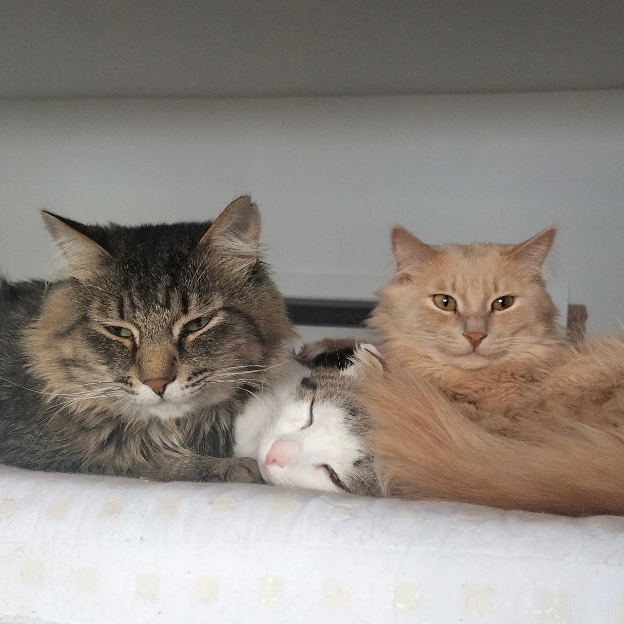 PetsStalkerS in LOOKY. #котики. Немножко кошачьих от...