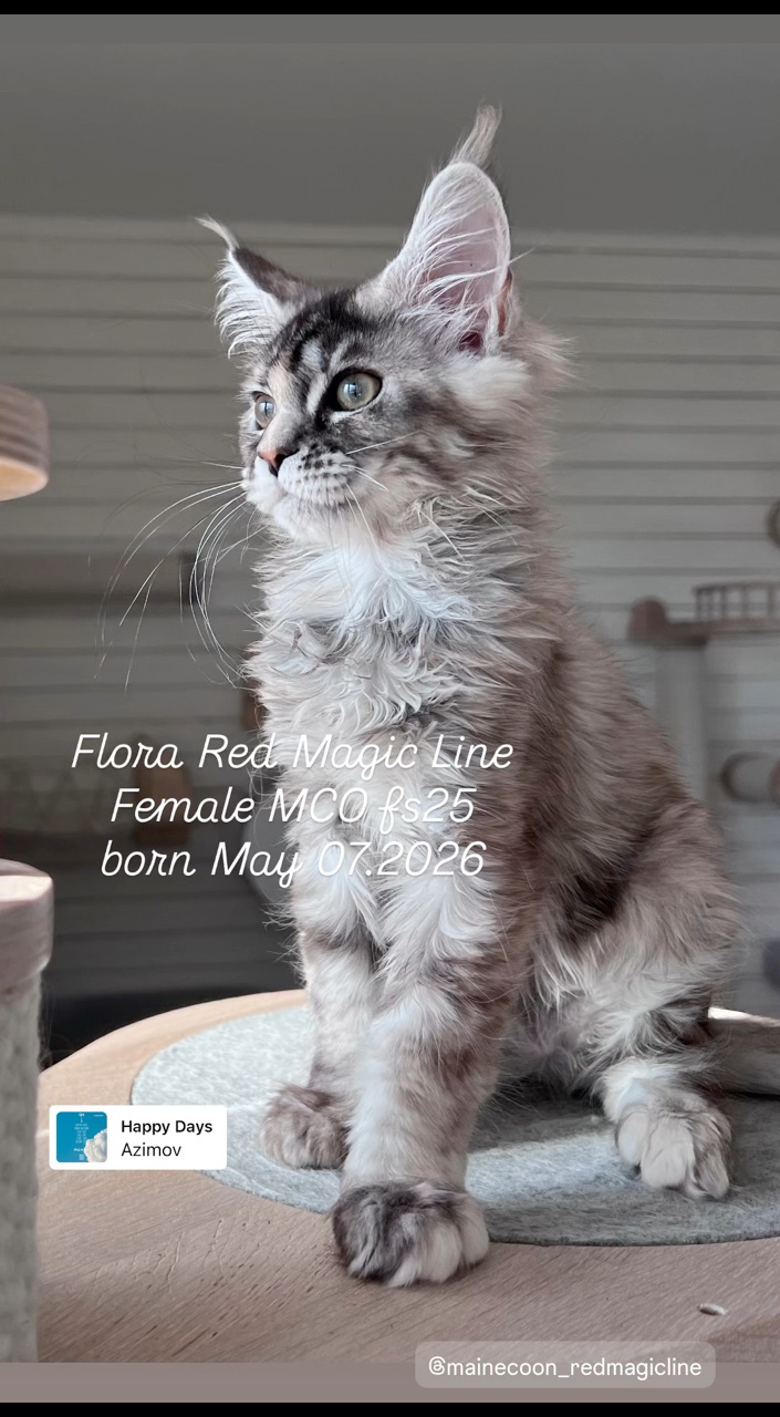 elena.vishneva в LOOKY. #redmagicline,#silvermainecoonkitten,#mainecoonkitty,#питомникмейнкуновмосква,#котенокмейнкунмосква. Флора, серебристая ч...