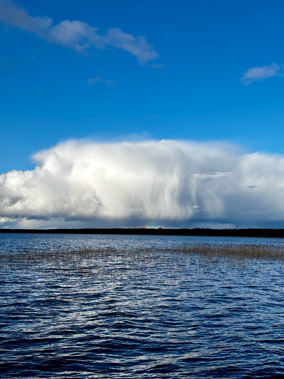 archizelig в LOOKY — Сладкая вата какая–то #весна #деревня