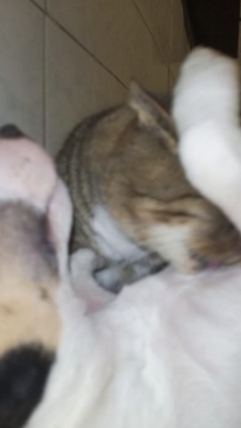 kennel.bss в LOOKY. #минибулка. это любофф
. 
. 
[#м...