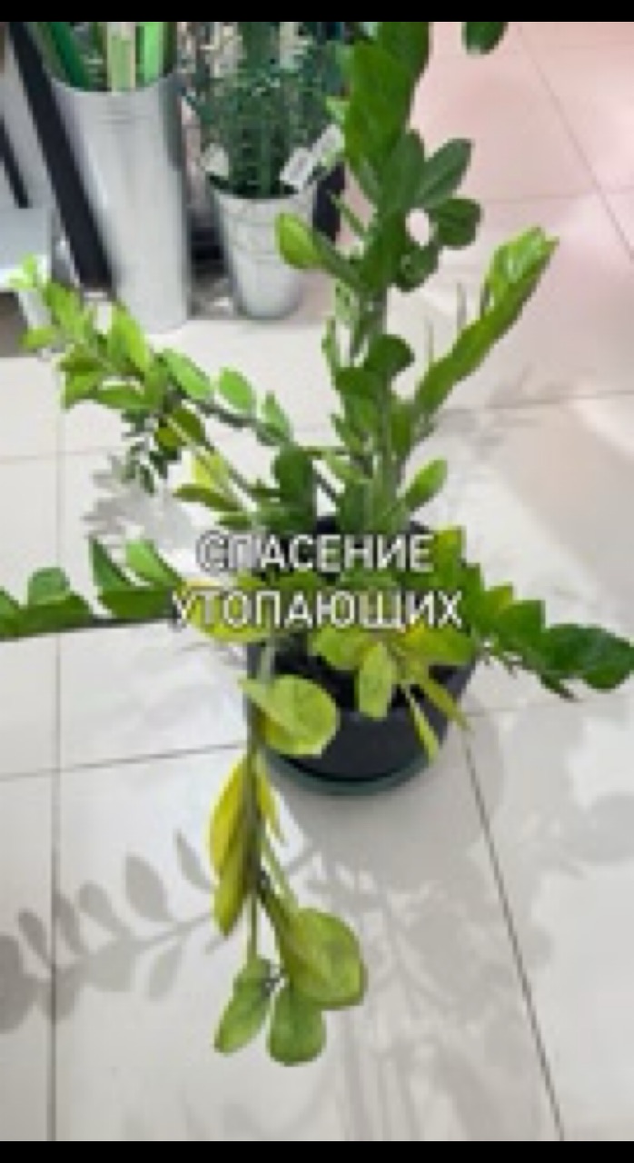 monstera_ykt в LOOKY. #скораяпомощьдлярастений,#лечениерастений,#пересадкарастений. 🌱Почему желтеет дол...