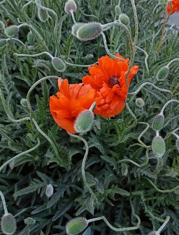 anatolij.v.b в LOOKY. . 