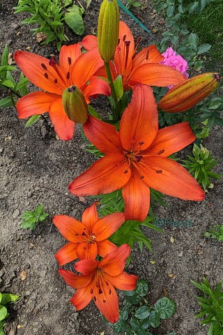 Fleurs в LOOKY. #август,#лето,#цветы,#растения,#лилии,#красотавокругнас,#прекрасноерядом,#люблюцветы,#моифото,#looky,#looky_official,#looky_цветы,#looky_контент. Вот и наступило 1 ав...