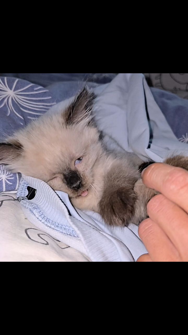 Catt в LOOKY. #cat. Мишка когда был совс...
