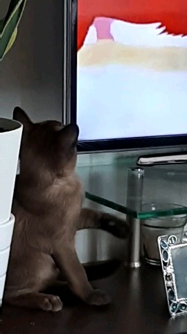 Looky_1670666580838 в LOOKY. . 