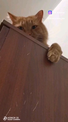 Looky_1695794060339 в LOOKY. #рыжийкот,#Фокс,#кот. Фокс, средний по воз...