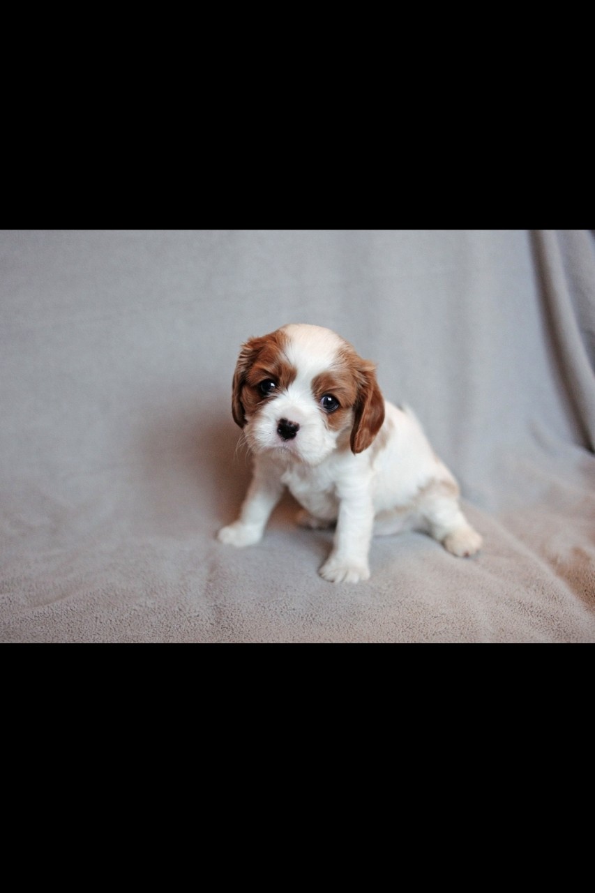 puppengame в LOOKY — Вот такой крошечной была наша Буся 
#ккчс #кавалеркингчарльз