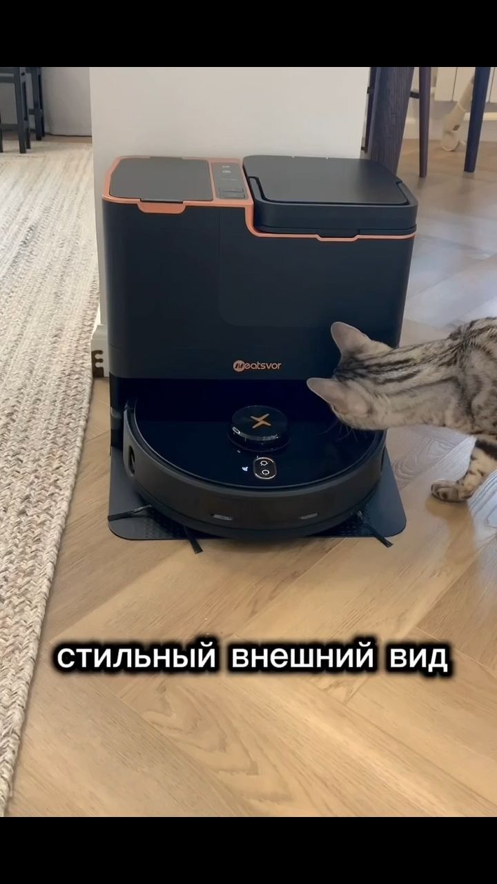 glise в LOOKY. #пылесос,#Кошки,#Котята,#Шерсть. Эта кошка с большим ...