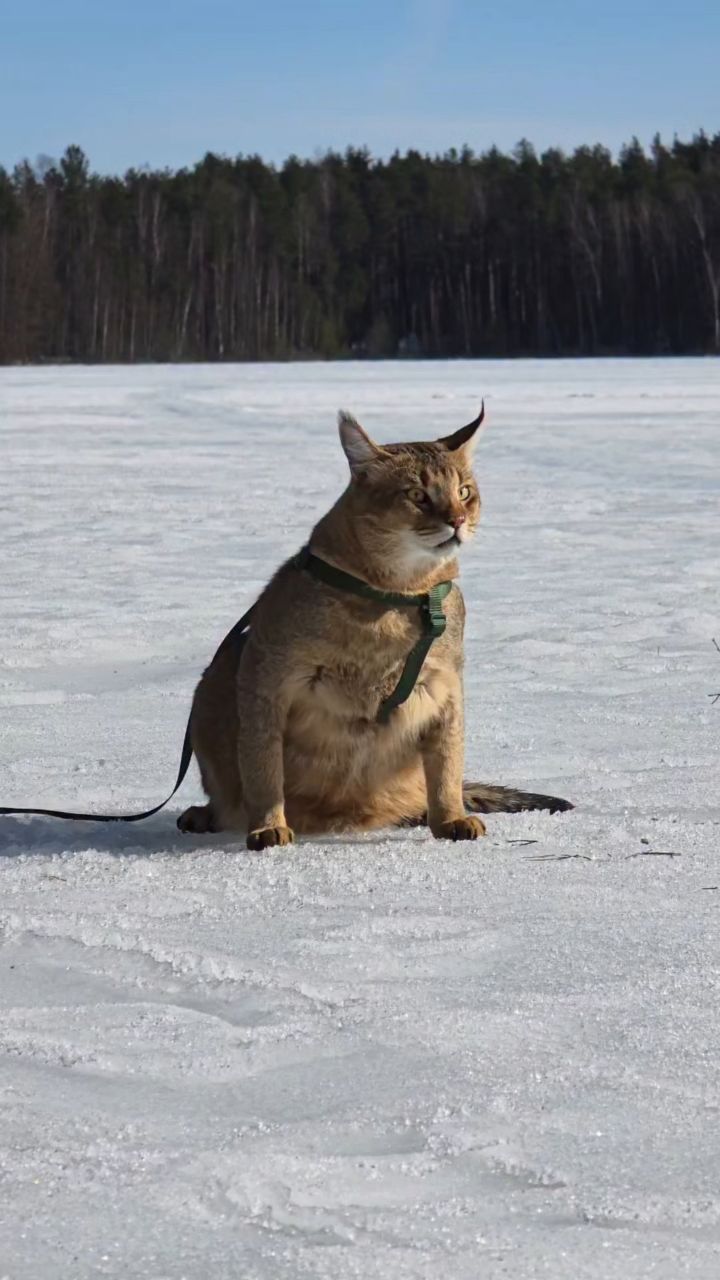 afina_zeus в LOOKY. #кот,#кошки,#кошка,#коты,#мыизкотограма,#большиекошки,#редкиекошки,#красивыекошки,#гибридныекошки,#видеомомент,#видосики,#рилсы
#looky,#looky_official,#looky_кошки,#looky_контент,#жизнькота. Привет друзья!
Сижу ...