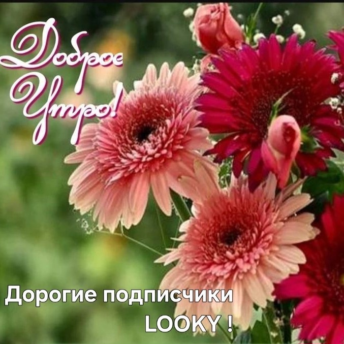 ДедМед в LOOKY — публикация