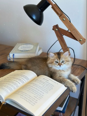 sl.cats в LOOKY. . 