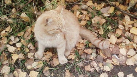 Looky_1669531619418 в LOOKY. #С_любовью_Ангел,#Дикси. #С_любовью_Ангел #Ди...