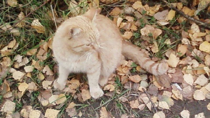 #С_любовью_Ангел #Дикси