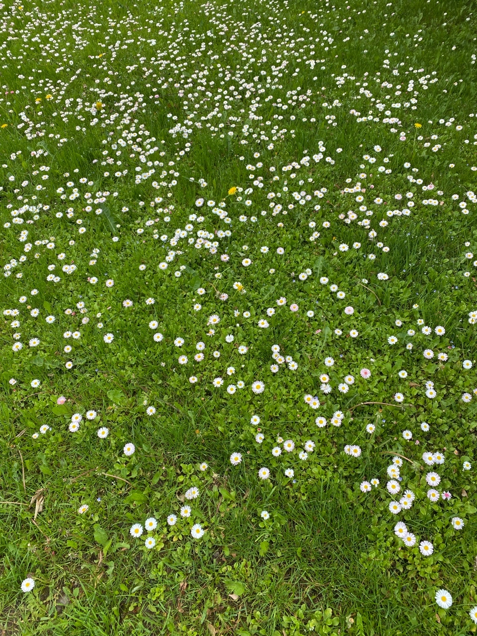 Маргаритки 🌼 

#маргаритки #цветы #природа