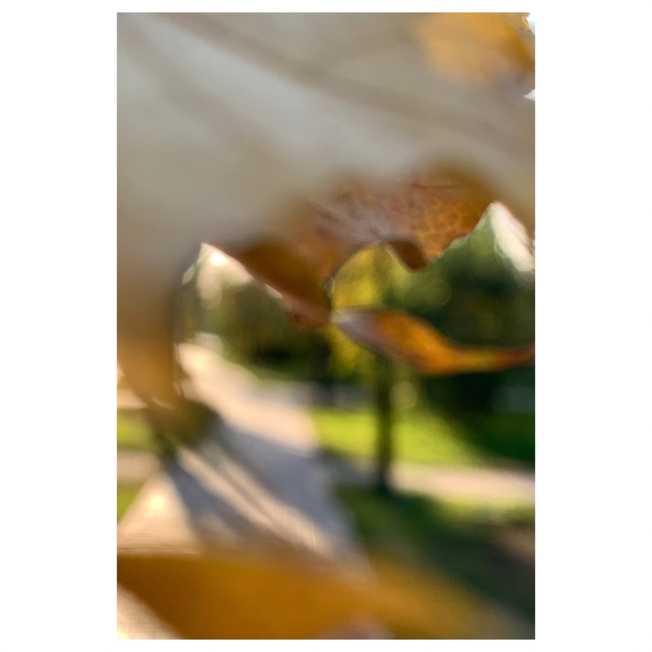 🍂
