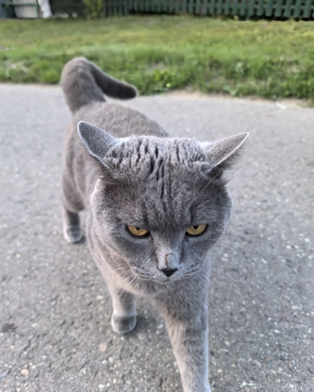 Поля in LOOKY. . 🐈‍⬛🩶