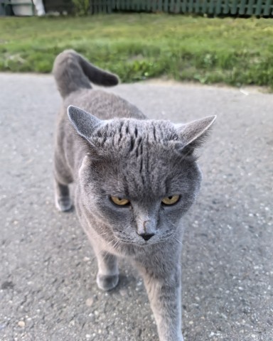 Поля в LOOKY. . 🐈‍⬛🩶