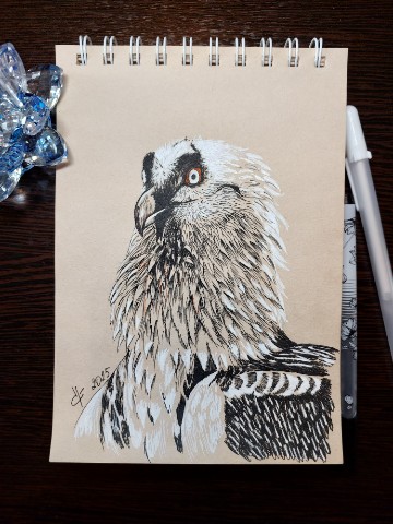 sysoevaolb в LOOKY. #art,#арт,#рисунок,#графика,#анималистика,#птицы,#художник. Бородач - крупная пт...