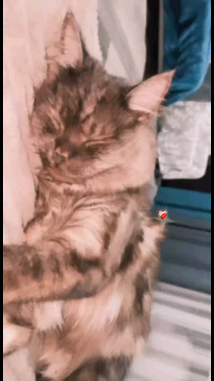 твой дед самурай в LOOKY — Моя киса