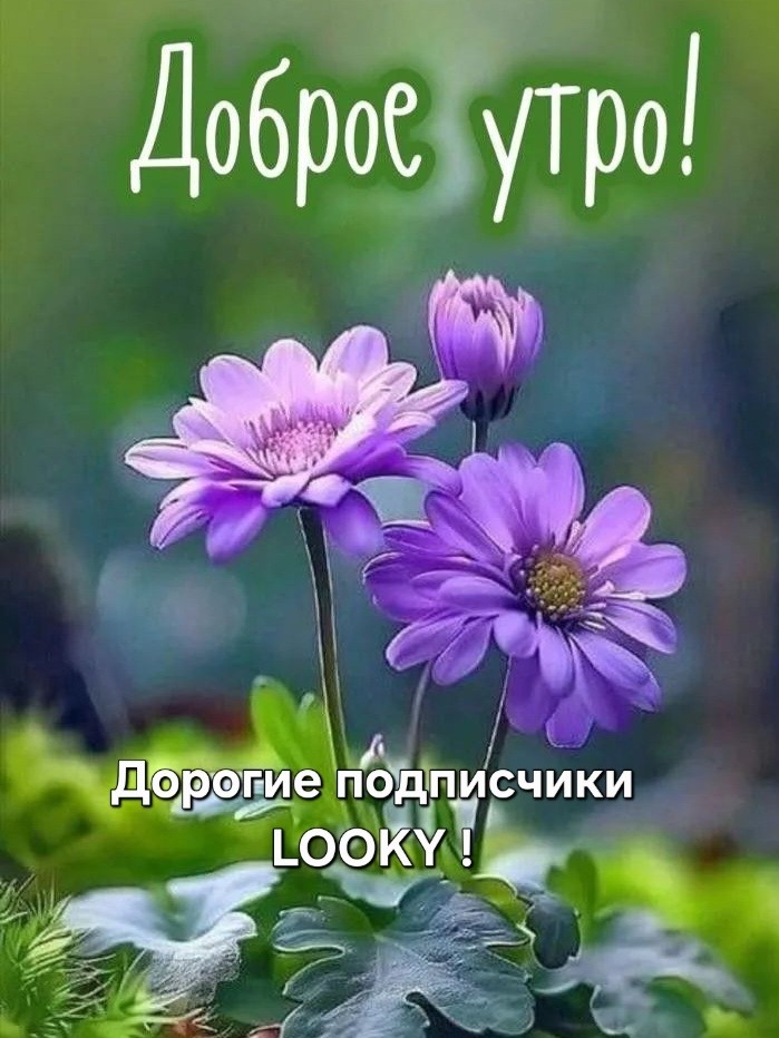 ДедМед в LOOKY — публикация