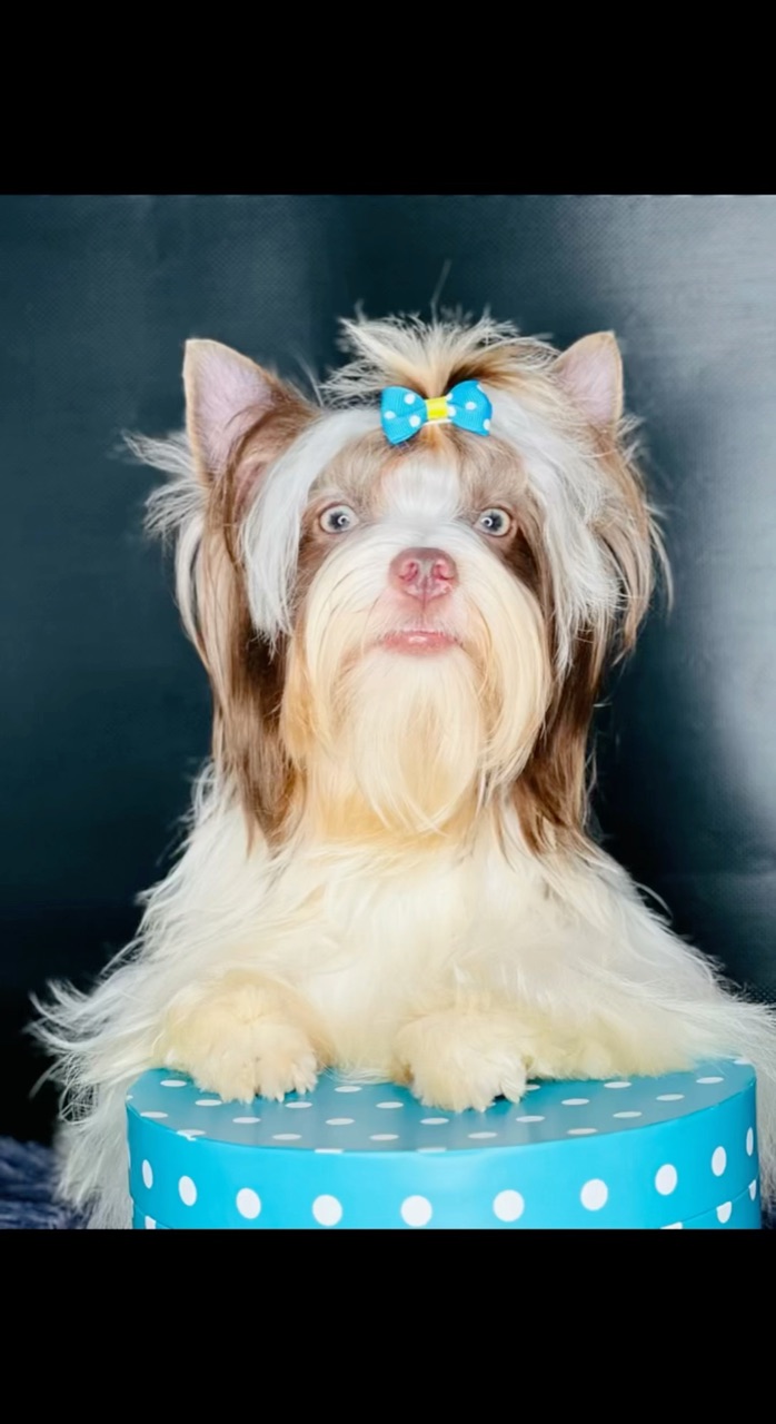 Цветные йорки Мальтипу в LOOKY. #бивер_йорк,#бивер,#coloredyorkies,#maltipoo,#цветноййорк,#мальтипу,#whiteshihtzu,#шоколадныййорк,#россия,#europe. Присмотритесь внимат...