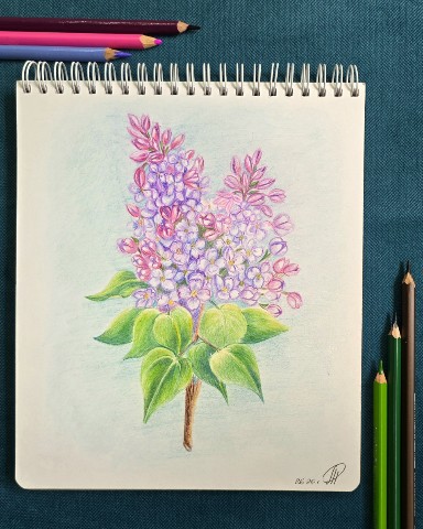 art_anna в LOOKY. #рисунок,#художниксамоучка,#рисуюкакмогу,#рисуюцветнымикарандашами,#люблюрисовать,#рисование,#рисую,#скетч,#скетчу,#скетчингкаждыйдень,##рисуюдлядуши,#рисуюдлясебя,#сирень,#цветы,#looky,#looky_official,#looky_art. Эту работу начала ри...