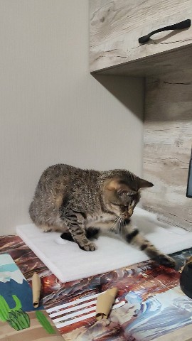 ekaterinatonkikh в LOOKY. . Помощница