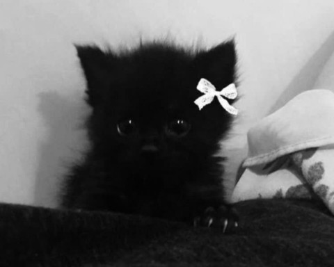 Looky_177981891529320 в LOOKY. . 