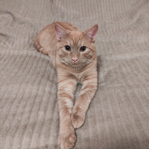 ryabov_av в LOOKY. #кот. #кот который не меша...